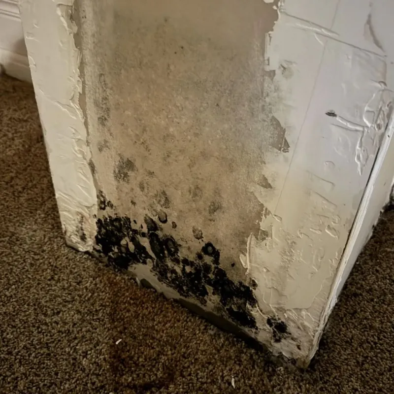 Professional Mold Removal in Charlotte County, VA
